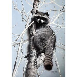 1984 Charles Fracé “Bandit, Raccoon” Large Signed Lithograph Print 30”X22” w/COA